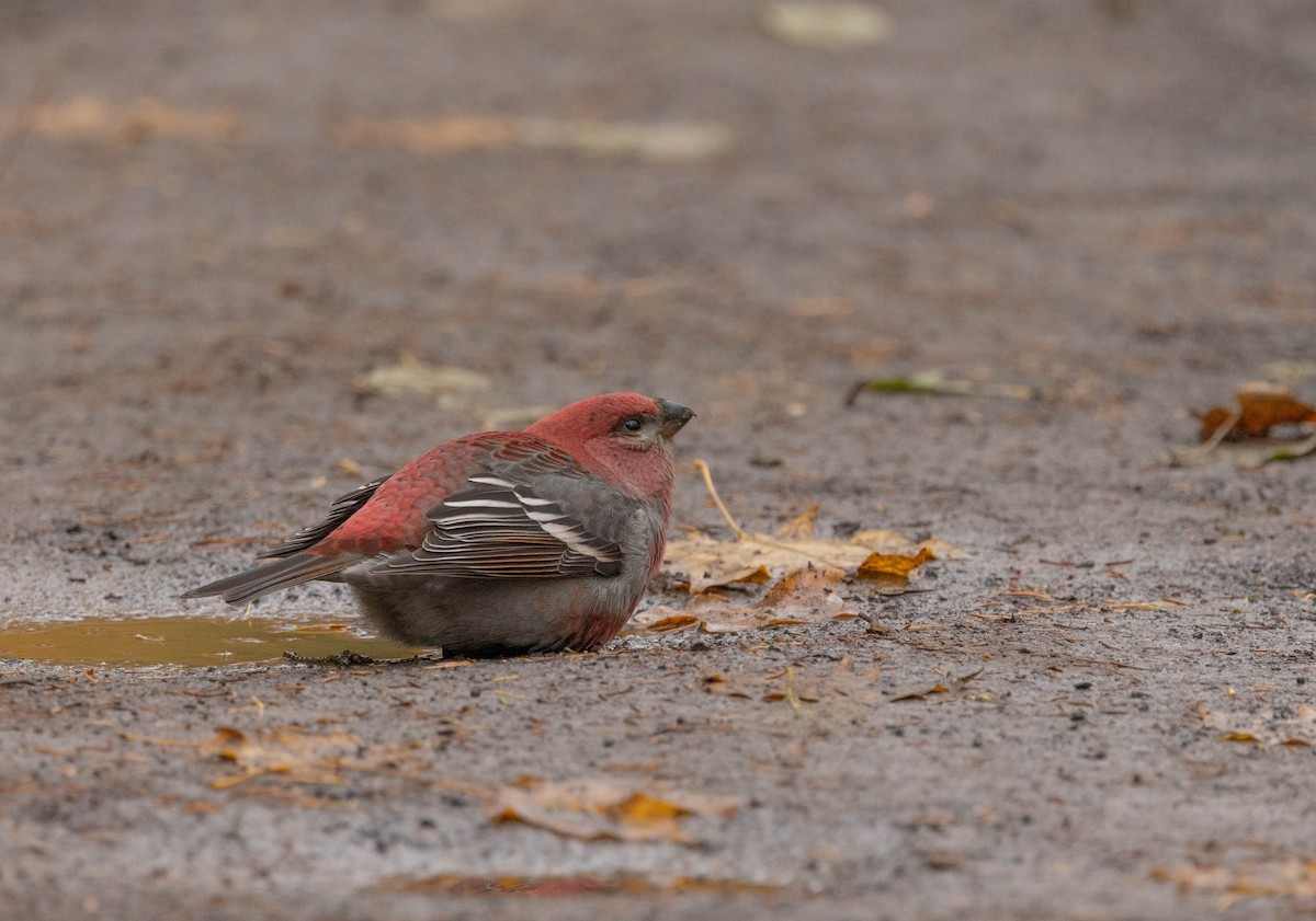 Pinu-gailupa - ML644963964