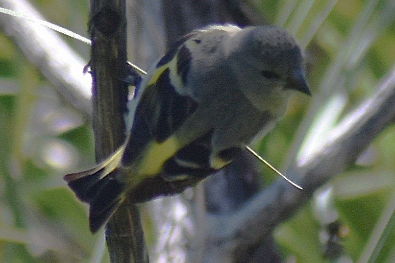 Hooded Siskin - ML644963966