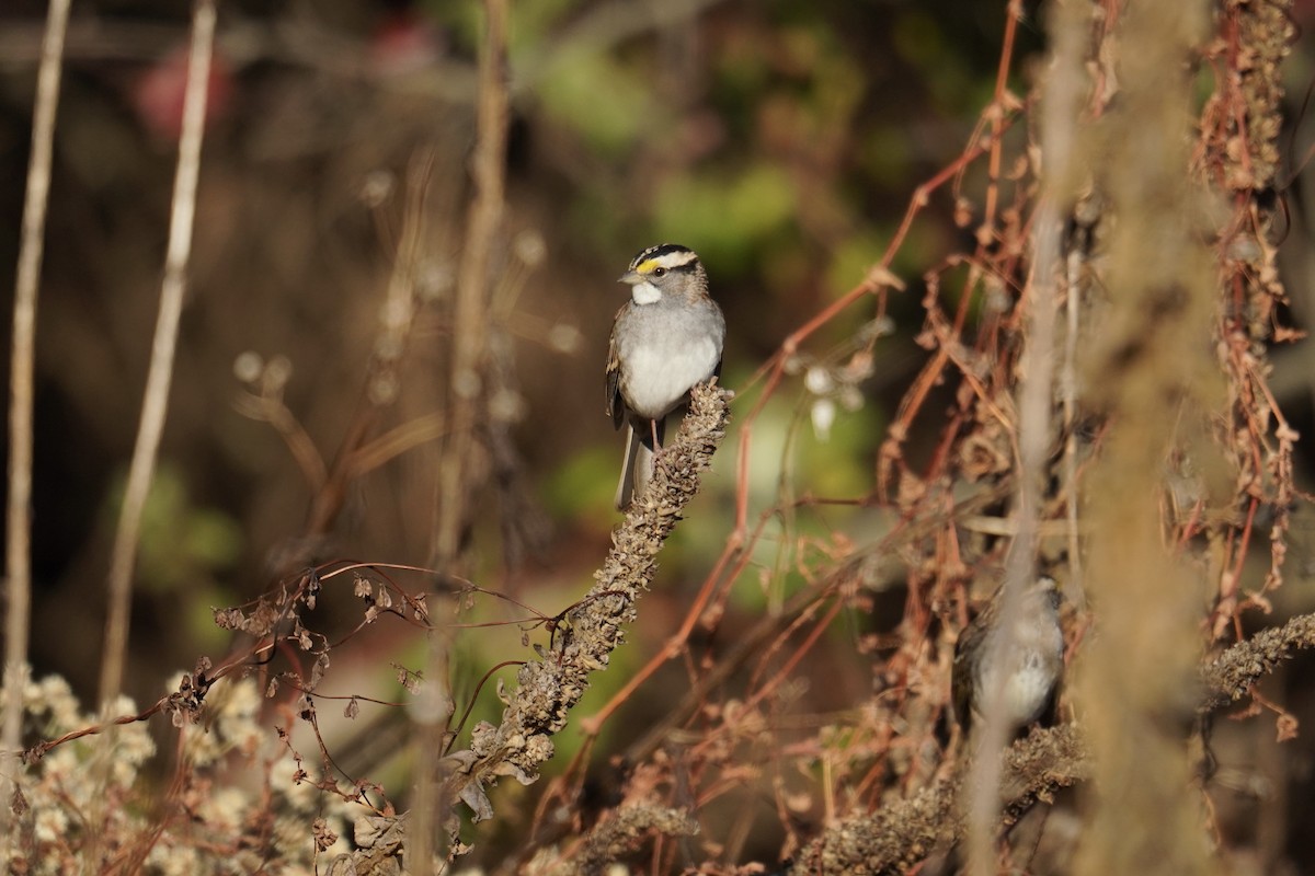 White-throated Sparrow - ML644963971