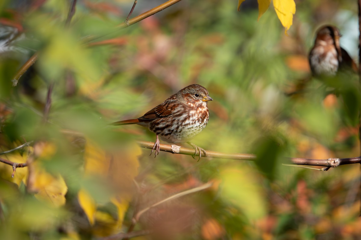Fox Sparrow - ML644963972