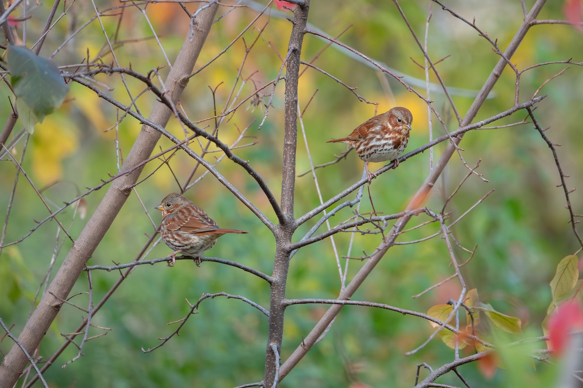 Fox Sparrow - ML644963973