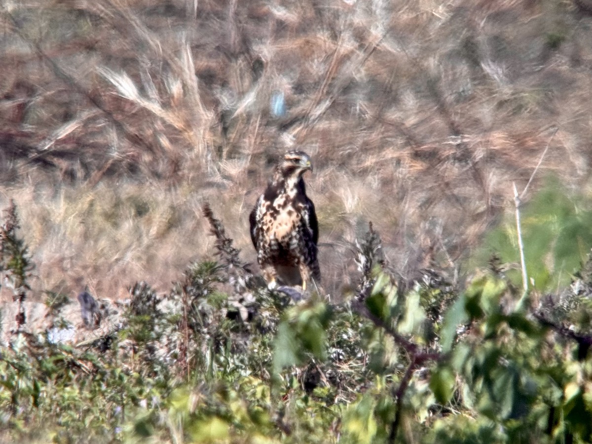 Свенсонов канюк - ML644963979