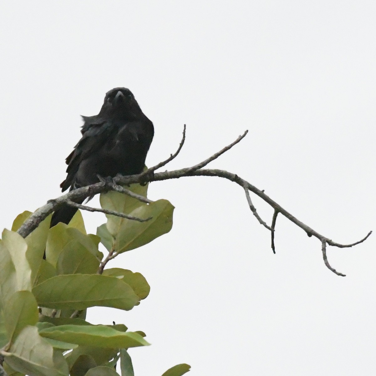 drongo černý - ML644963993