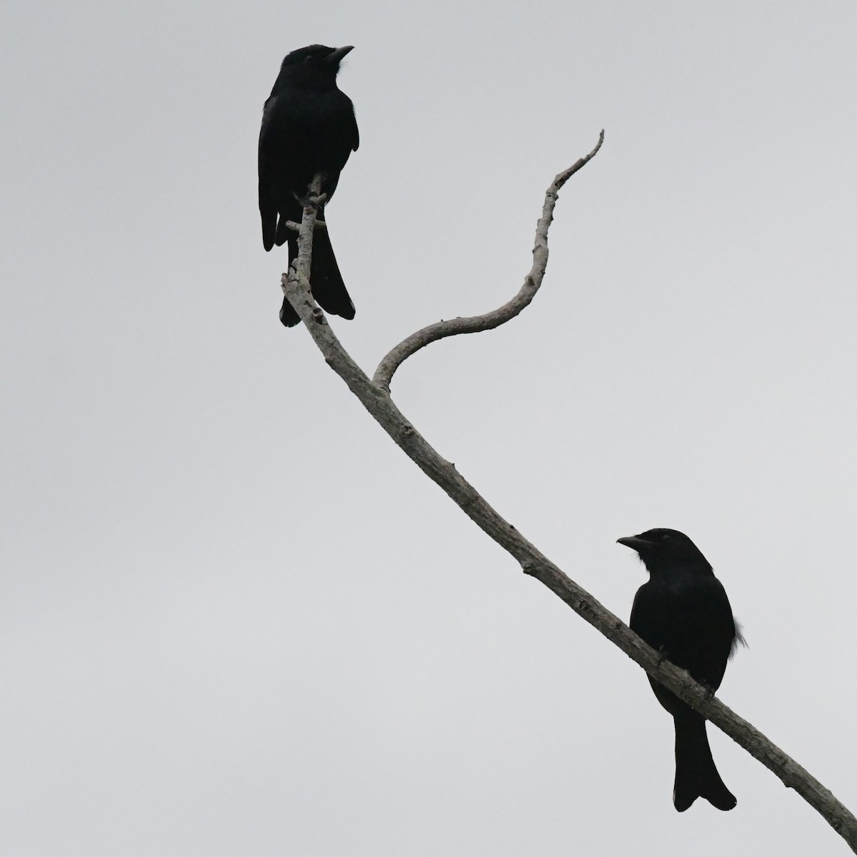 drongo černý - ML644963994