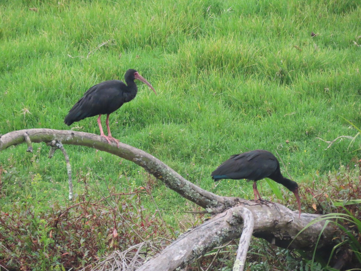 Bare-faced Ibis - ML644963998