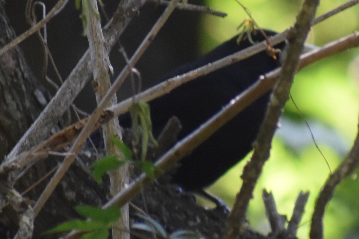 Solitary Black Cacique - ML644964028