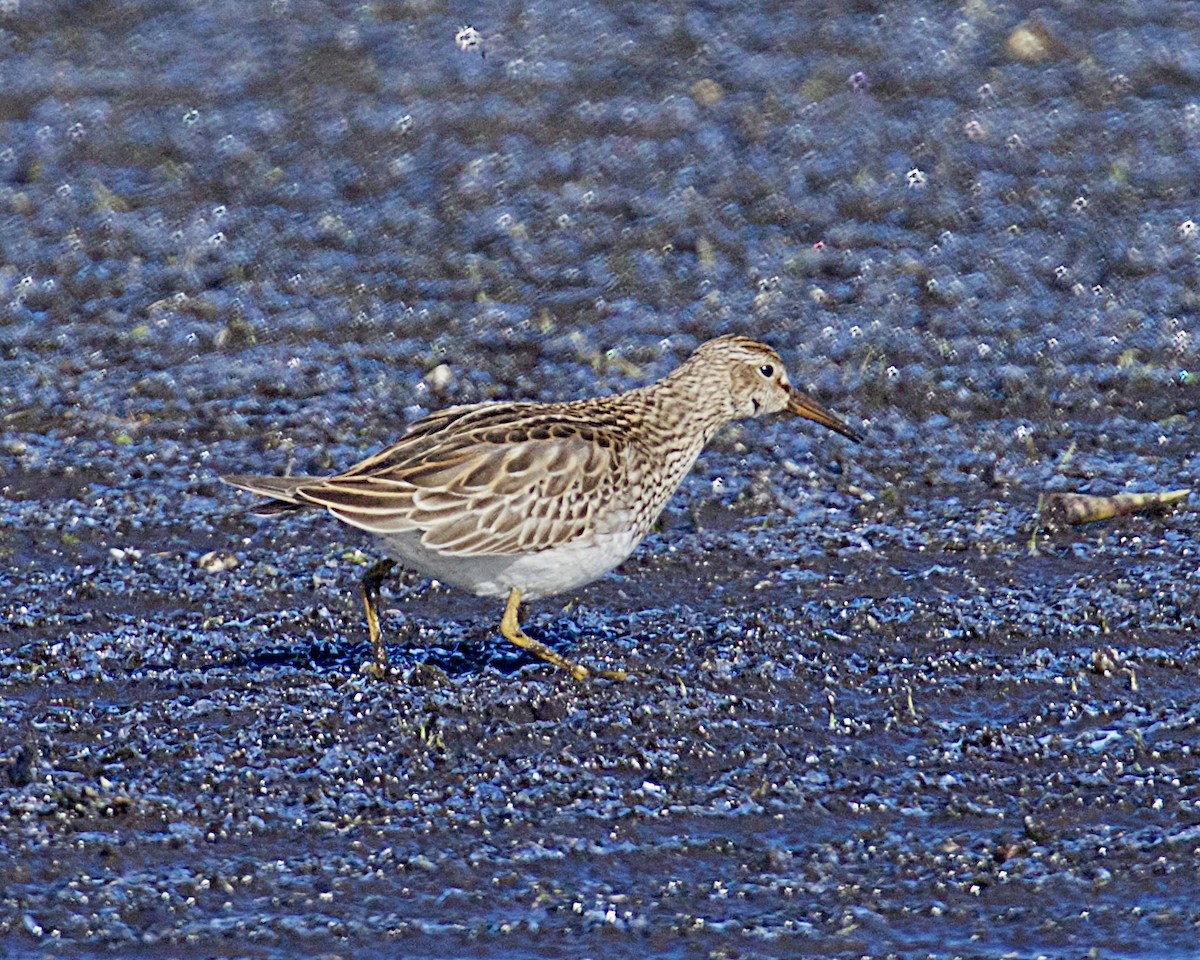 Дутыш - ML644964059