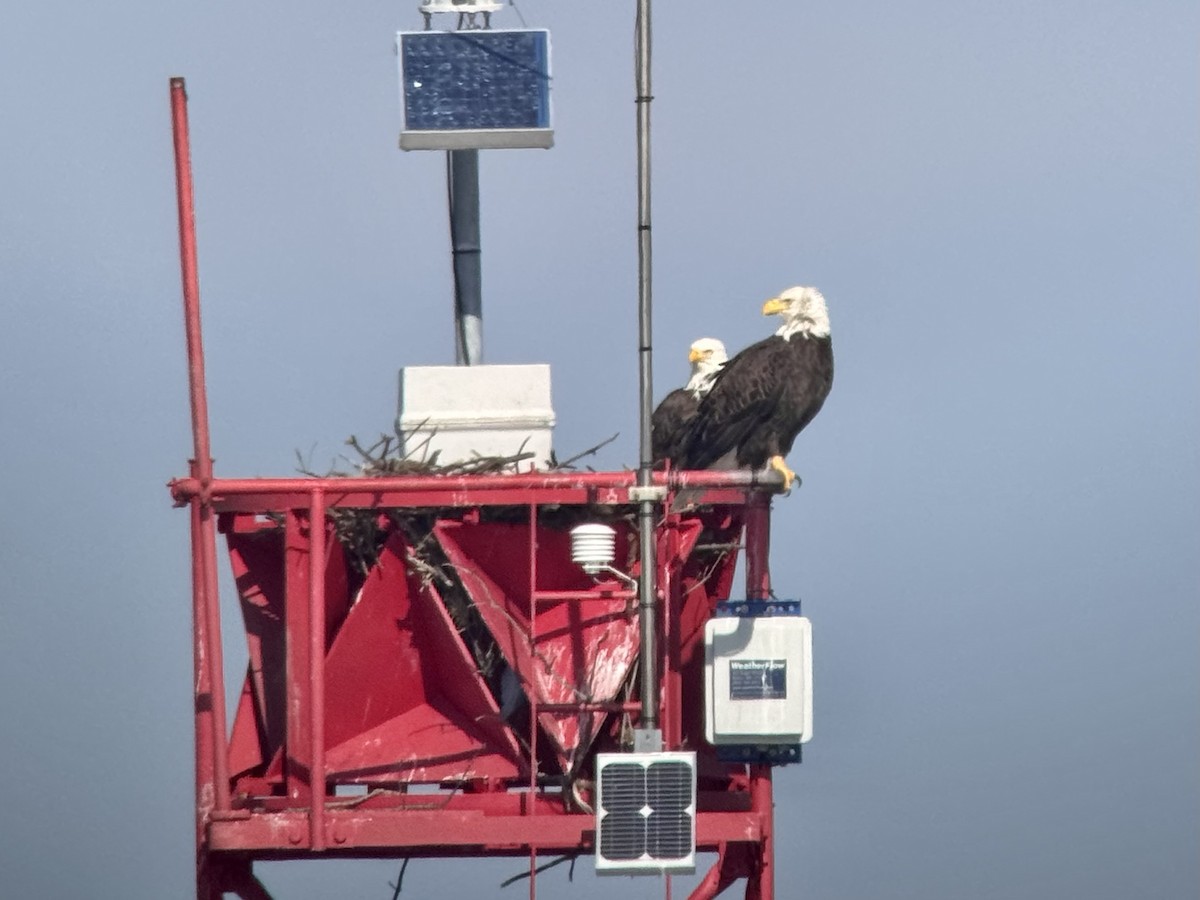 Bald Eagle - ML644964069