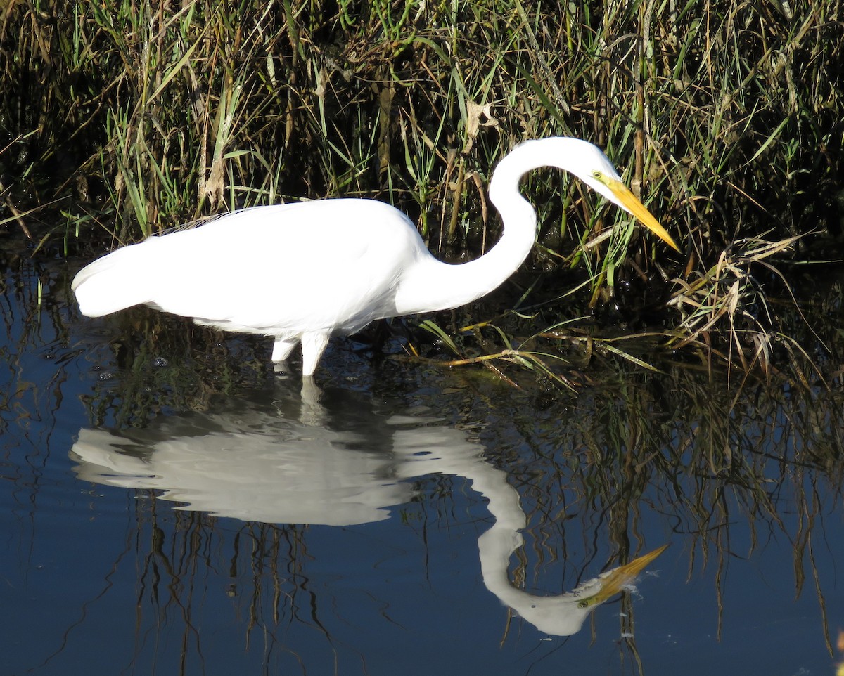 Great Egret - ML644964129