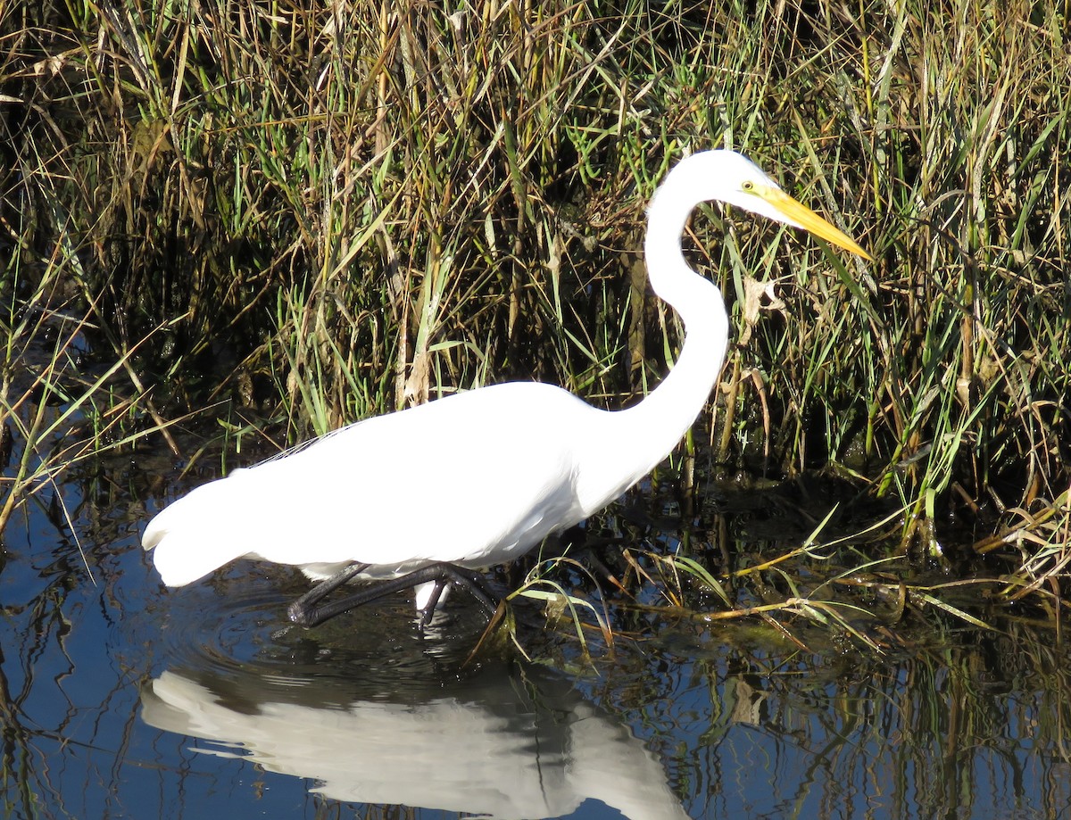 Great Egret - ML644964130