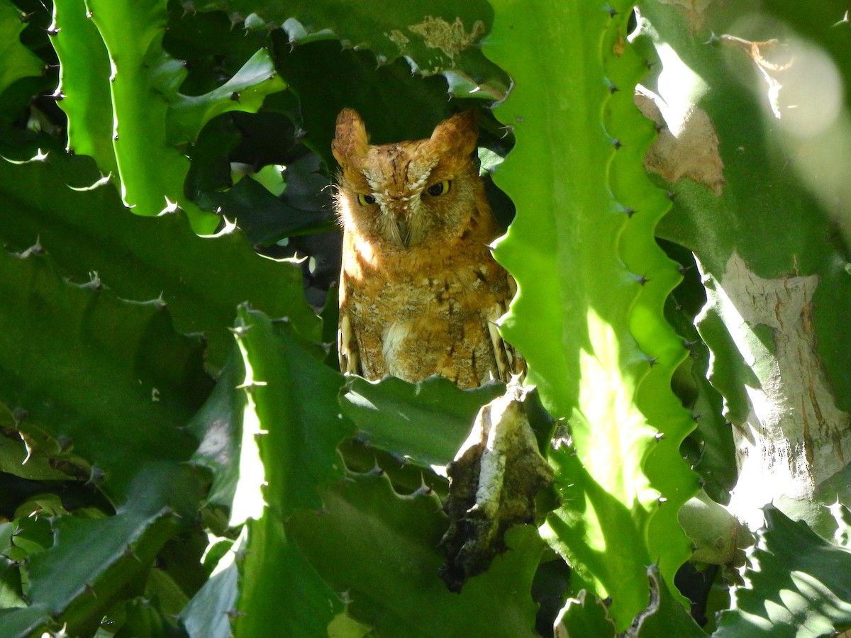 Oriental Scops-Owl - ML644964161