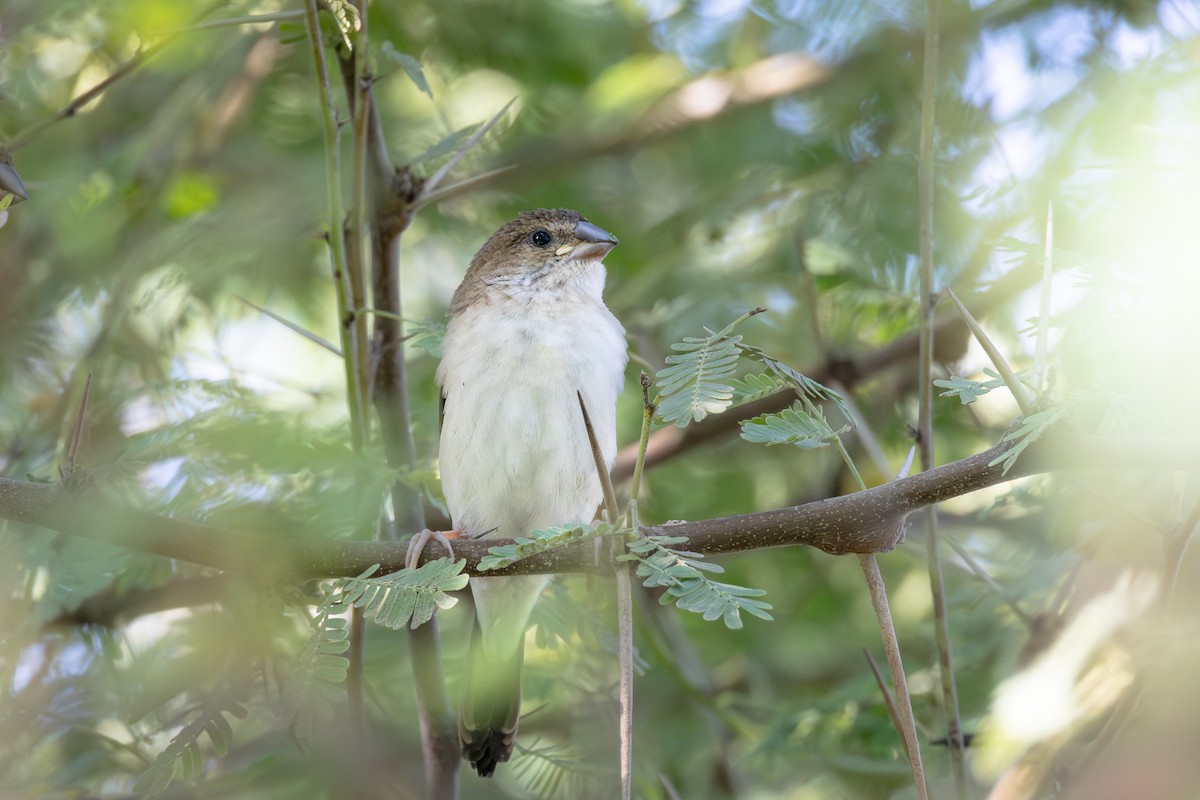 כסוף-מקור הודי - ML644964162