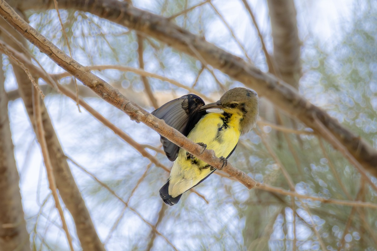 צופית סגולה - ML644964168