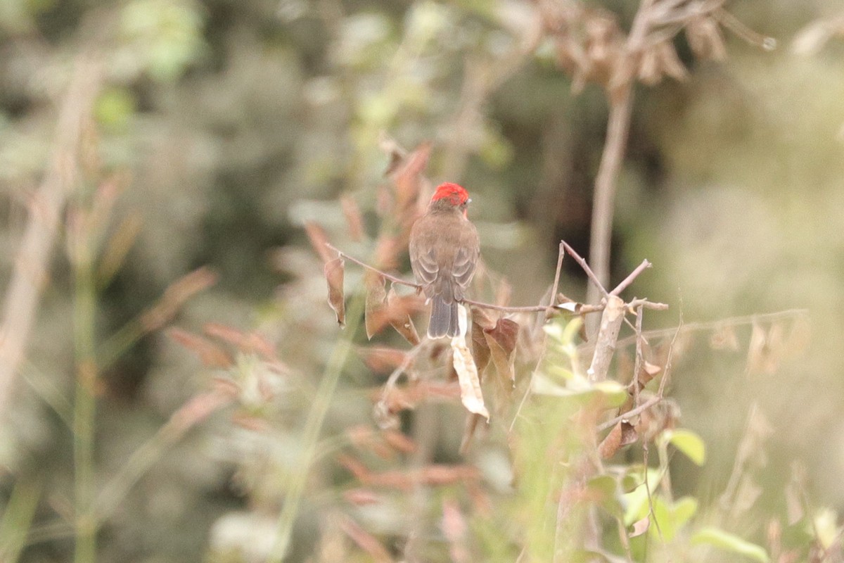 Vermilion Flycatcher - ML644964172