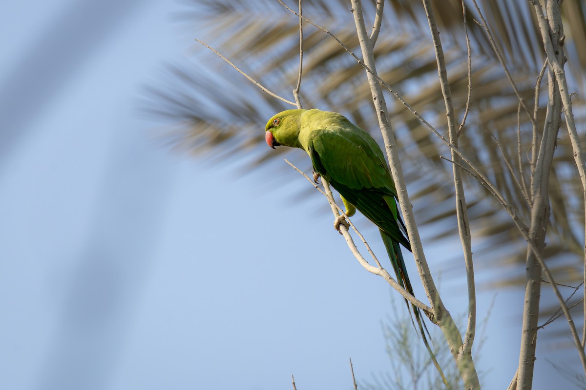 דררה - ML644964177