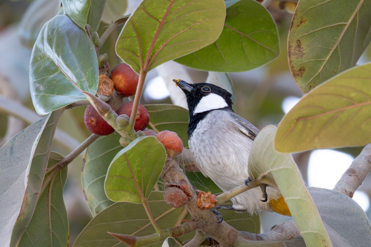 בולבול לבן-לחיים - ML644964180