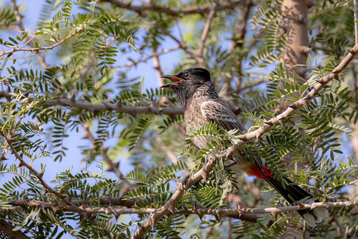 בולבול אדום-שת - ML644964199