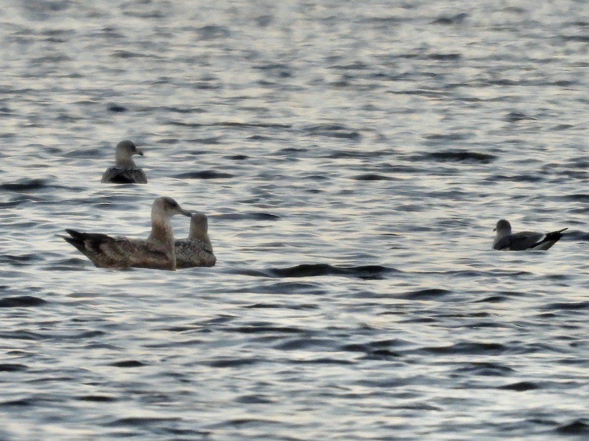 Mouette atricille - ML644964206