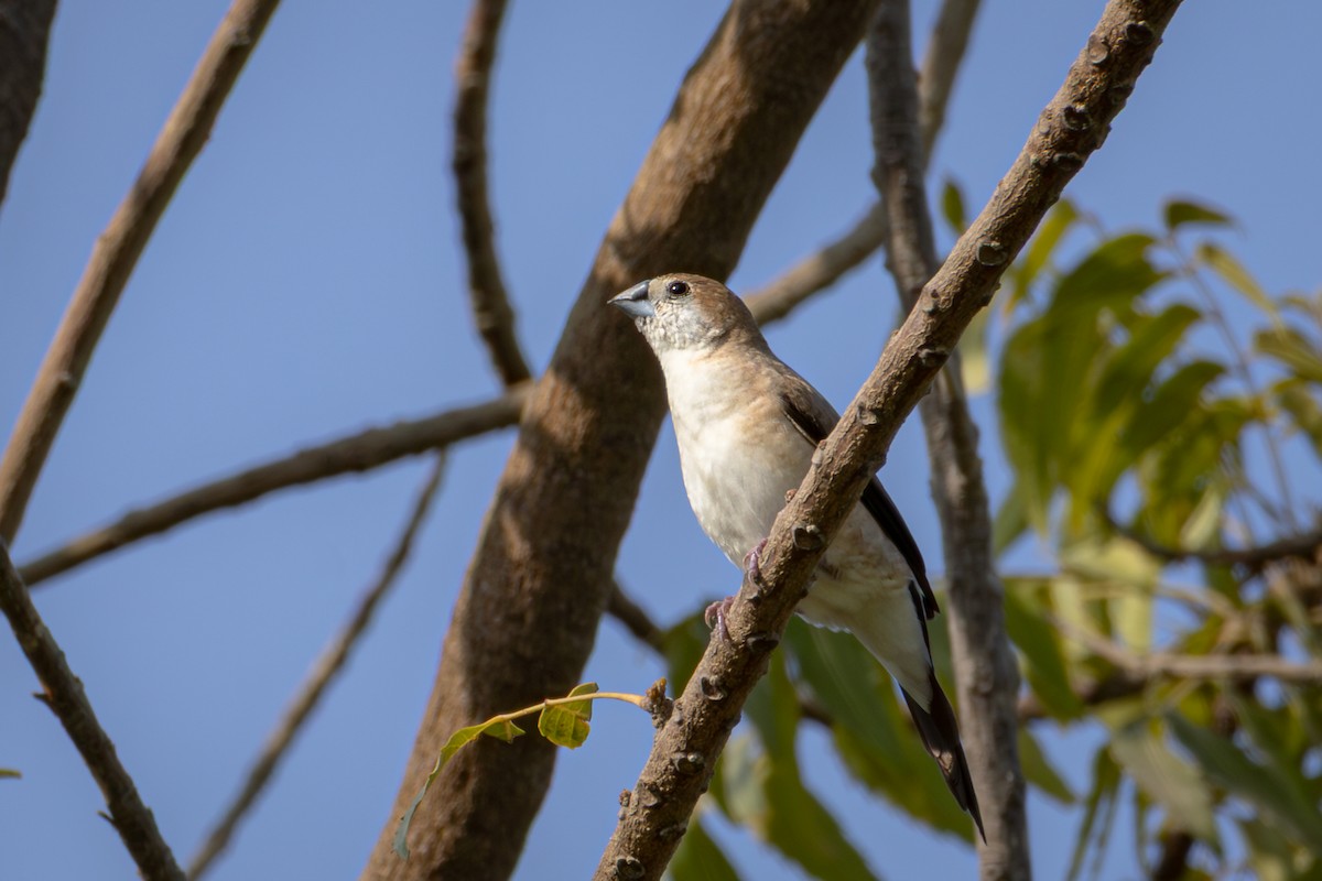 כסוף-מקור הודי - ML644964209