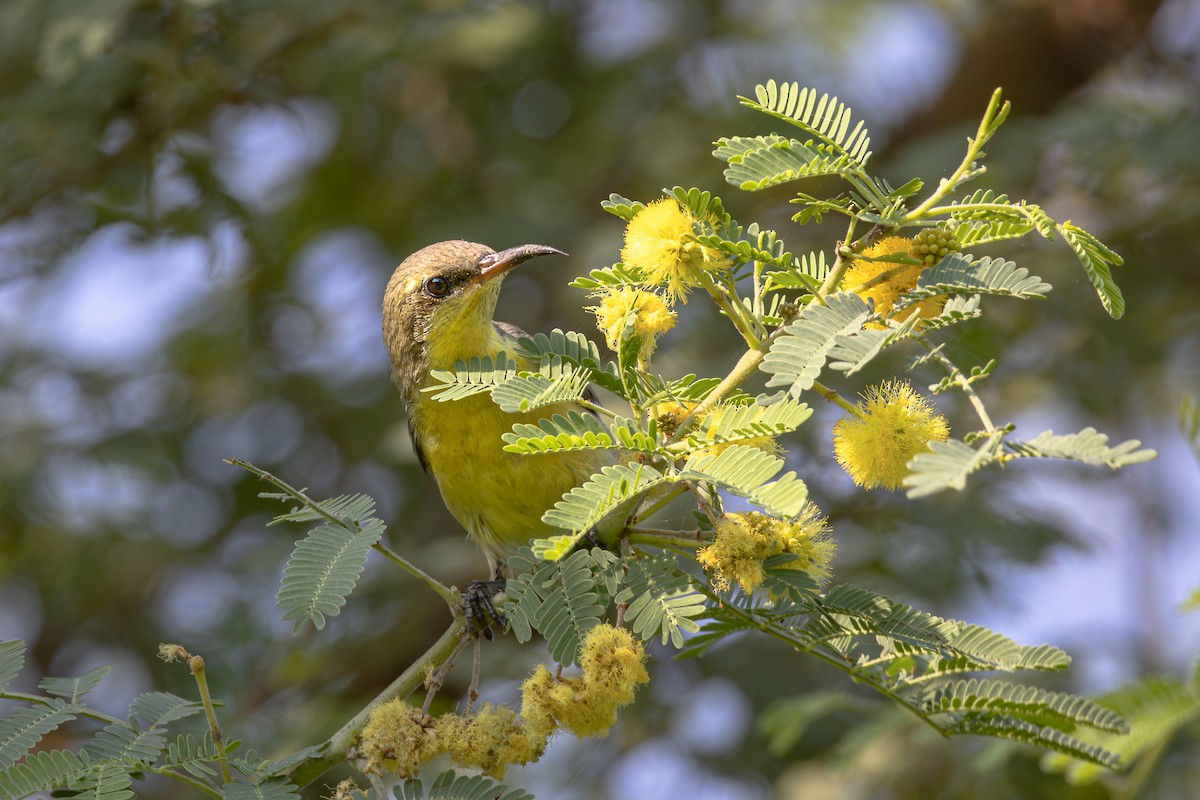 צופית סגולה - ML644964214