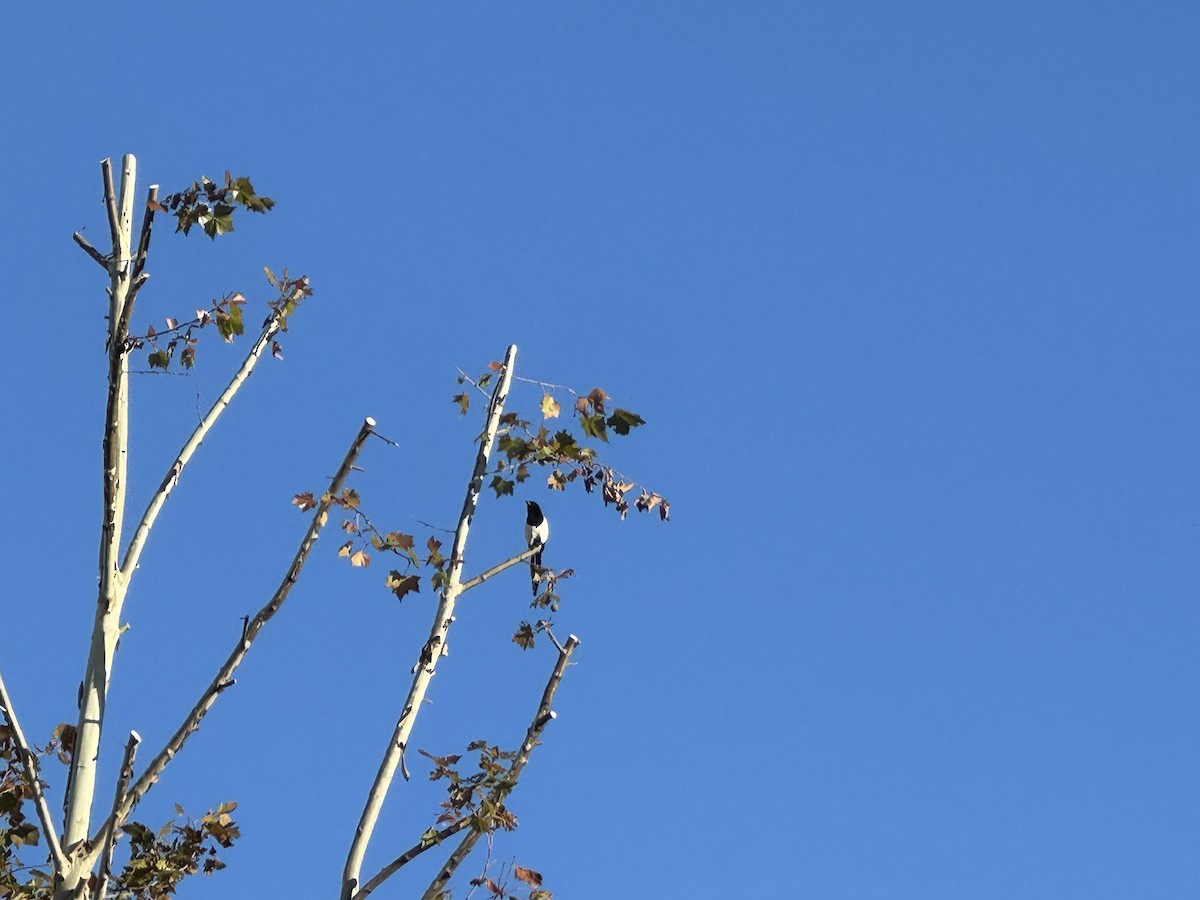 straka čínská - ML644964223