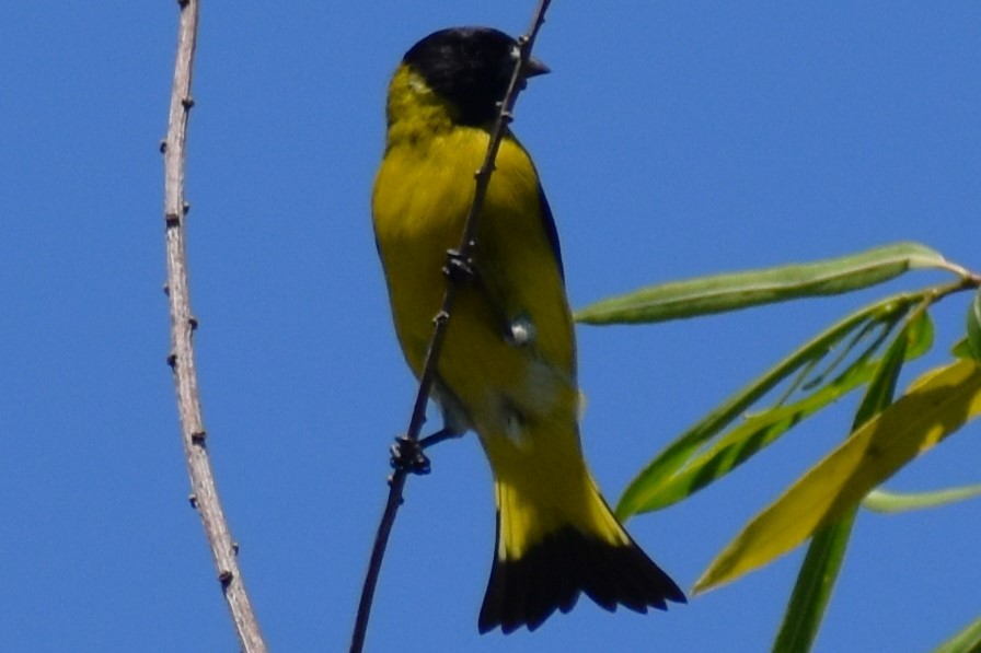 Hooded Siskin - ML644964224