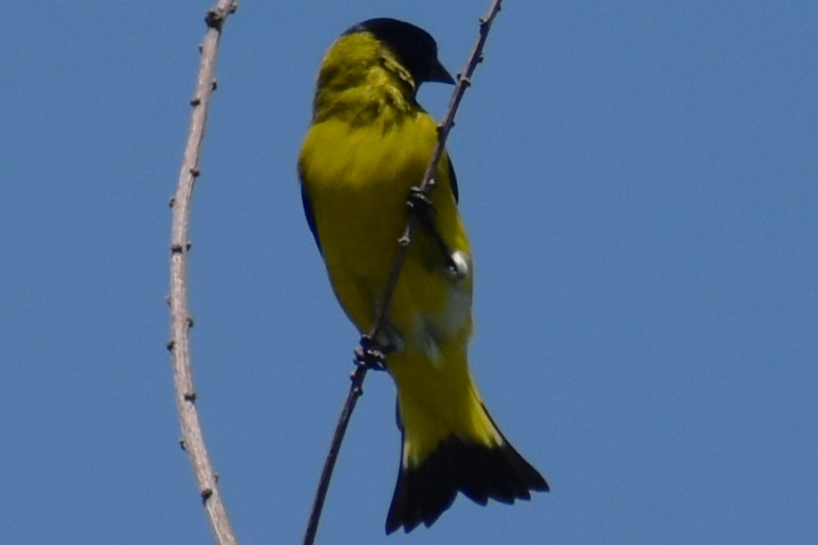 Hooded Siskin - ML644964225