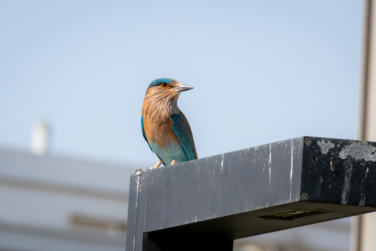 כחל הודי - ML644964228