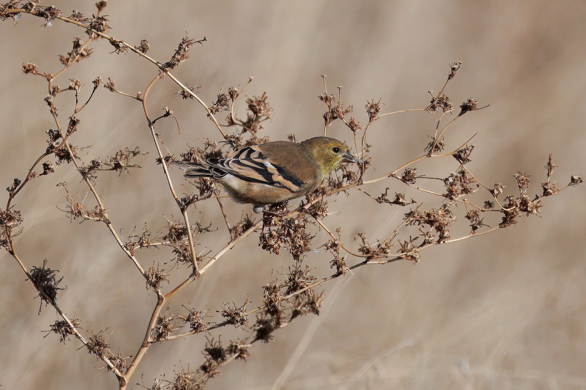 American Goldfinch - ML644964230