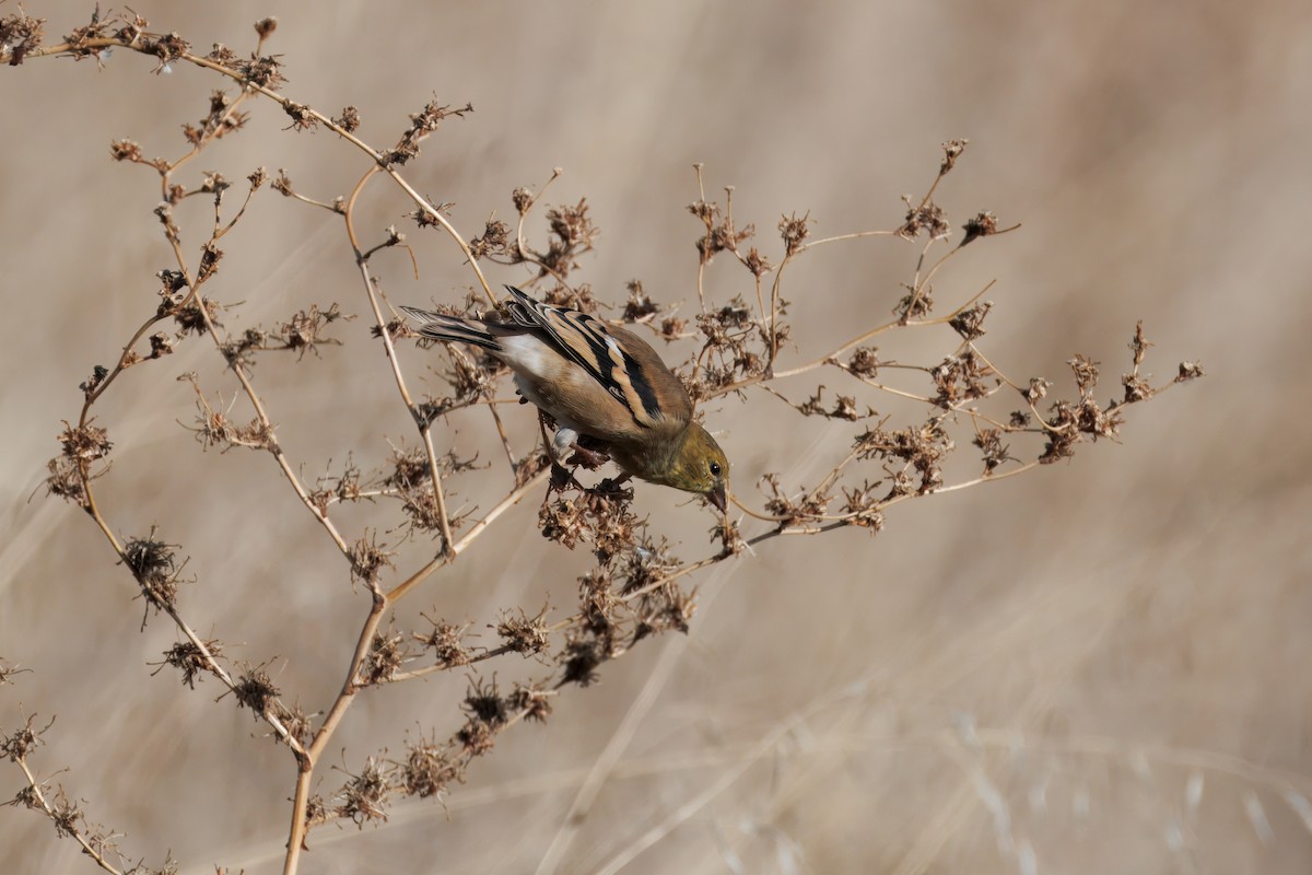 American Goldfinch - ML644964232
