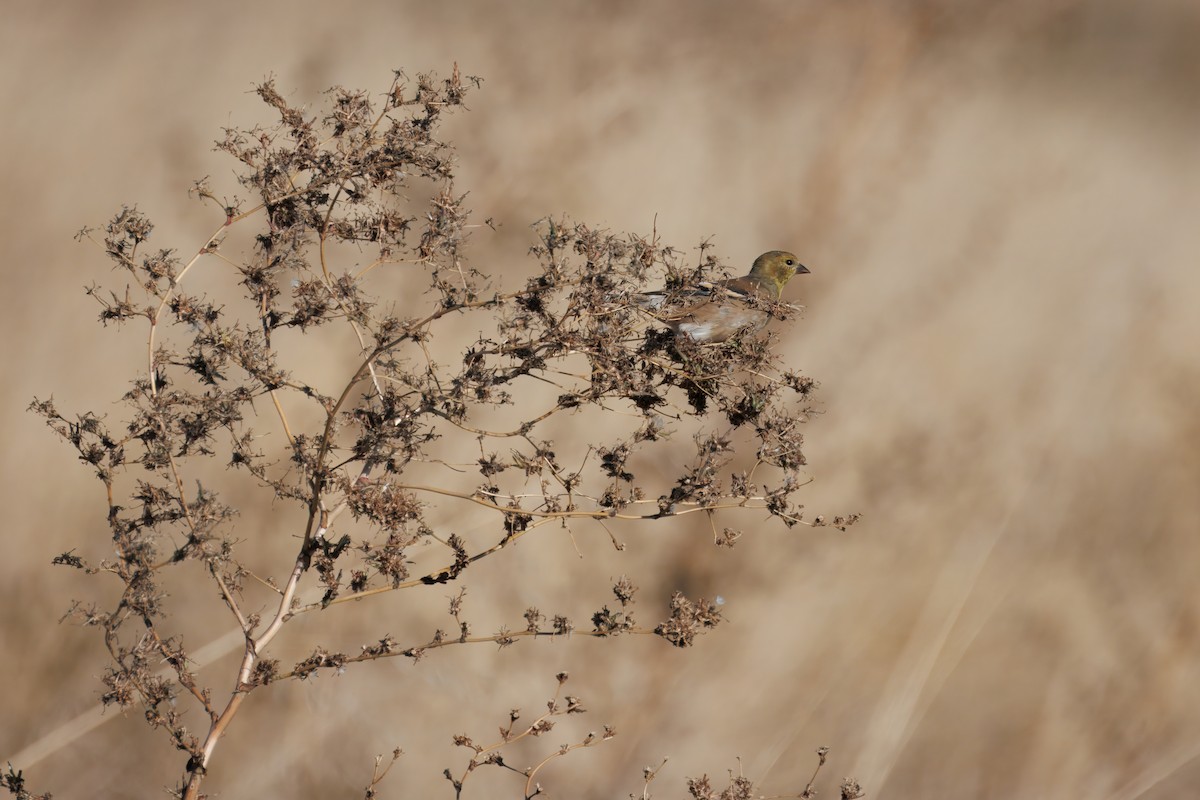 American Goldfinch - ML644964234