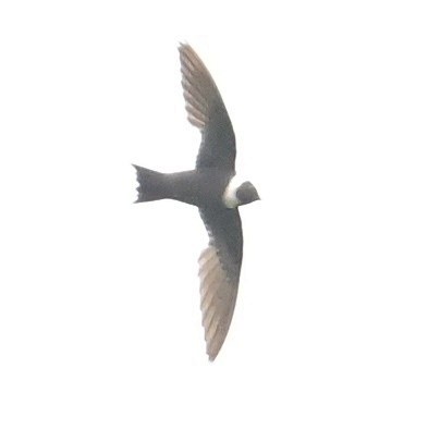 Vencejo Acollarado - ML644964235