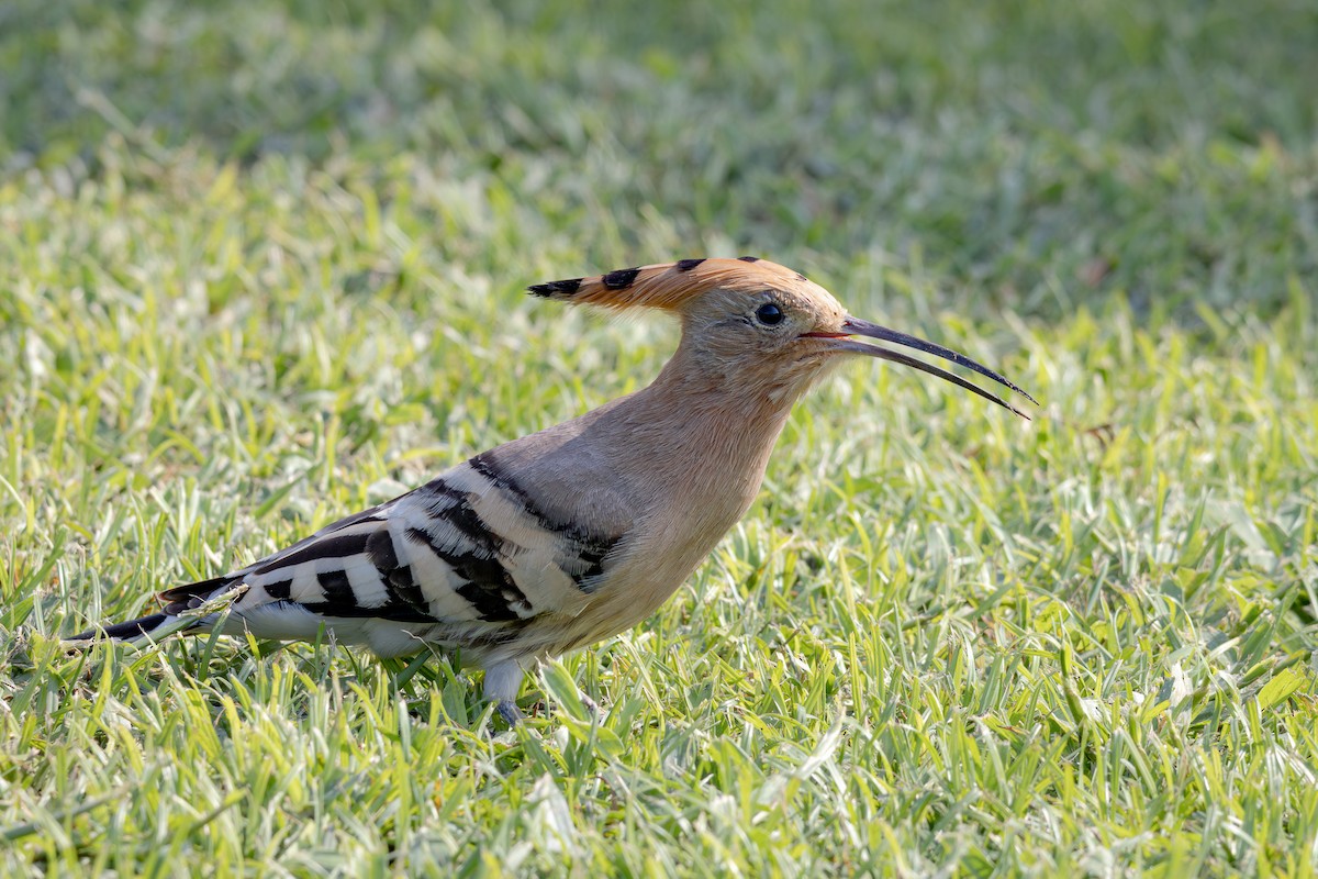 דוכיפת - ML644964236