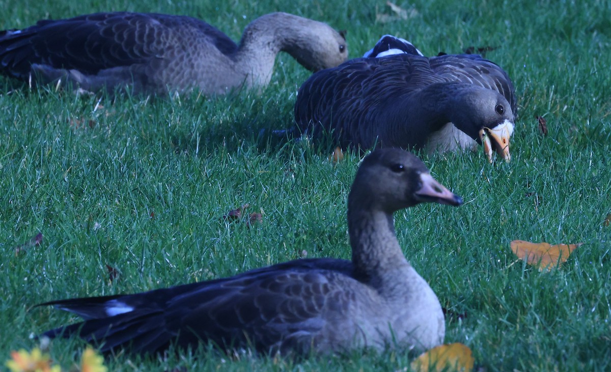 白額雁 - ML644964237