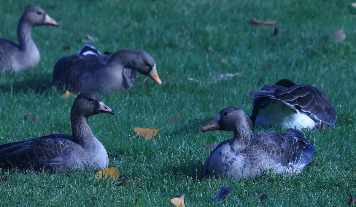 白額雁 - ML644964238