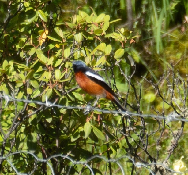 Ak Boğazlı Kızılkuyruk - ML644964247