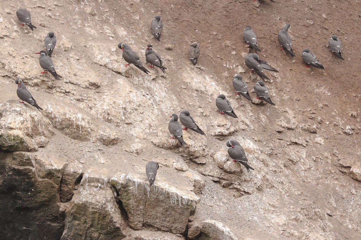 Inca Tern - ML644964250