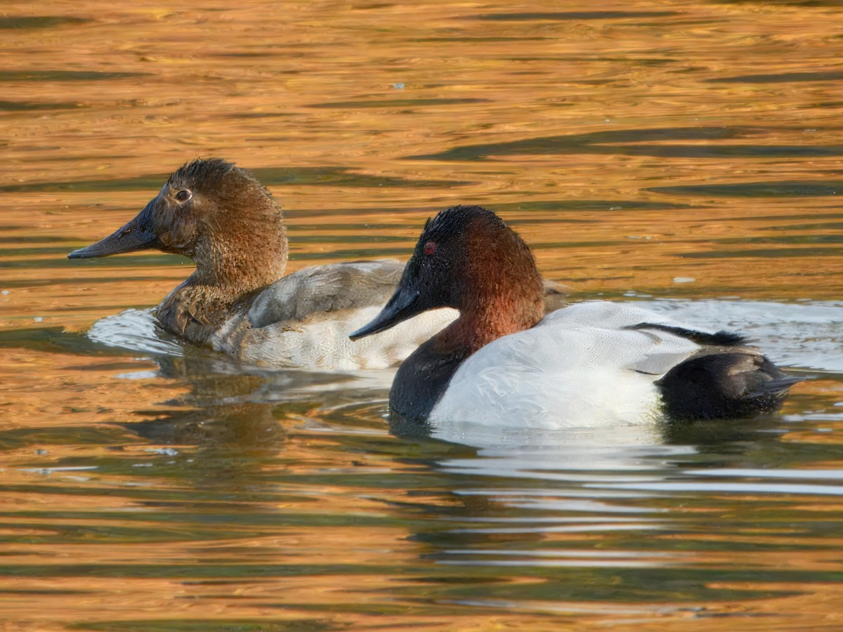 Murgilari bizkarzuria - ML644964252