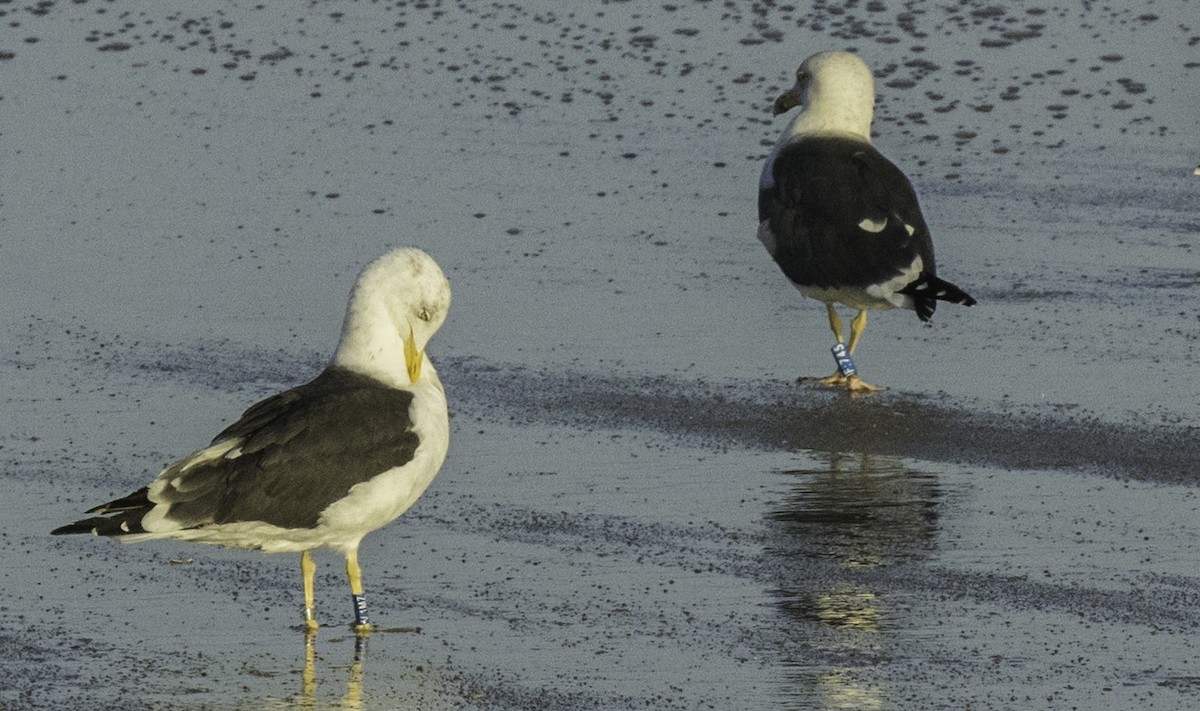 Lesser Black-backed Gull - ML644964254