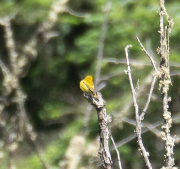 Tibetan Serin - ML644964256