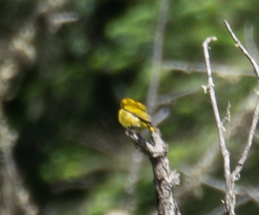 Tibetan Serin - ML644964257