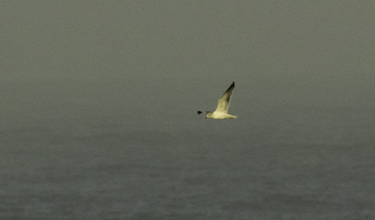 Lesser Black-backed Gull - ML644964275