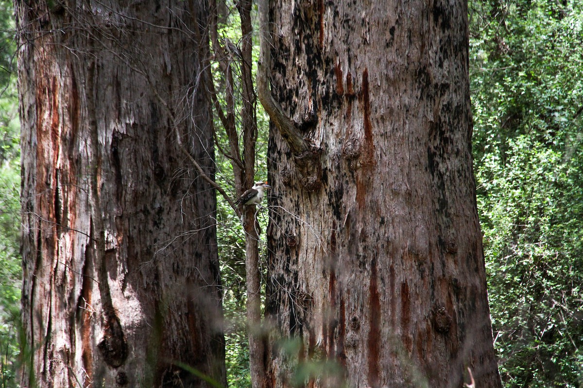 Laughing Kookaburra - ML644964298