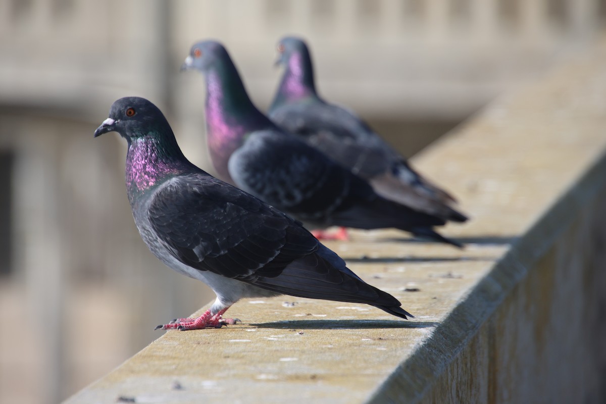 Rock Pigeon (Feral Pigeon) - ML644964300