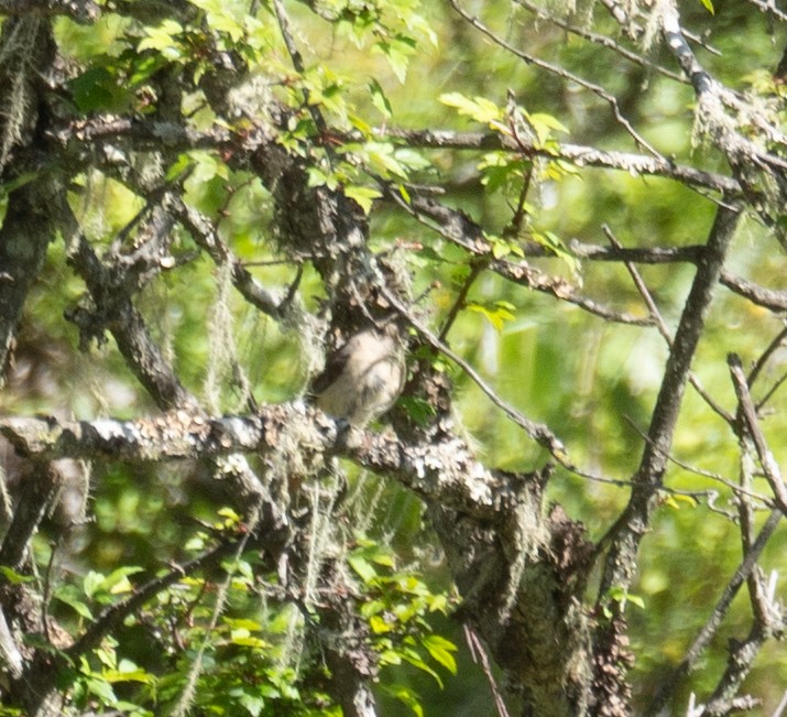 Ak Boğazlı Kızılkuyruk - ML644964301