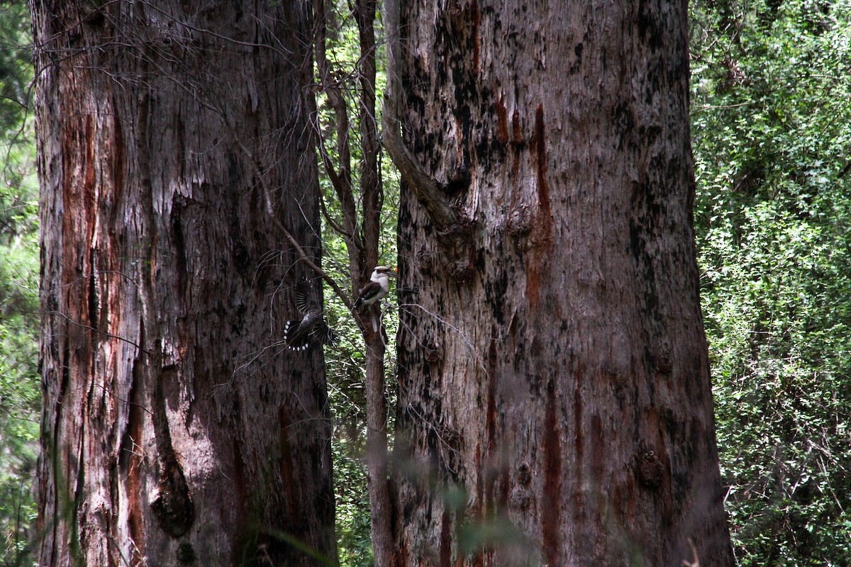 Red Wattlebird - ML644964302