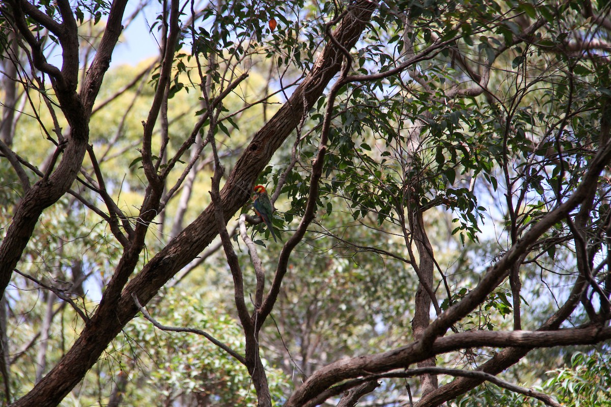 Western Rosella - ML644964305
