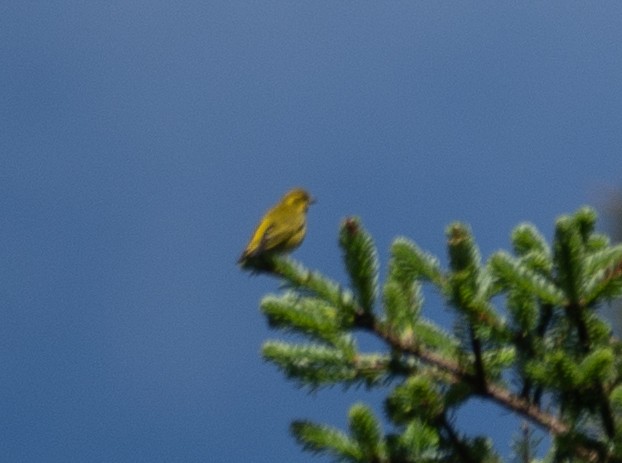 Tibetan Serin - ML644964314