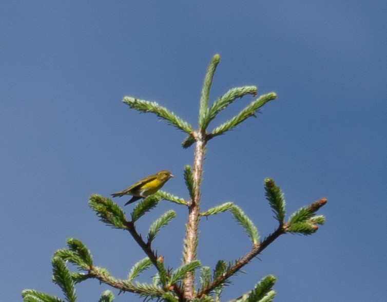 Tibetan Serin - ML644964315