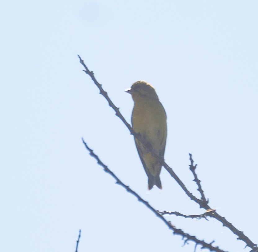 Tibetan Serin - ML644964316